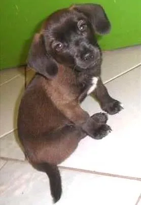 Cachorro ra a SRD idade 1 ano nome Anita