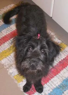 Cachorro ra a srd idade 7 a 11 meses nome Katy Preta