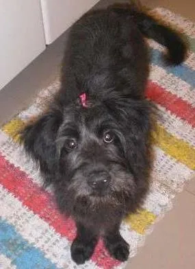 Cachorro ra a srd idade 7 a 11 meses nome Katy Preta