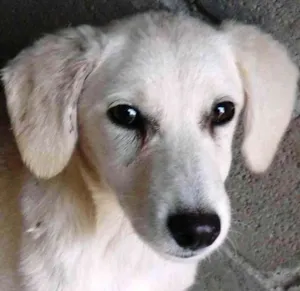 Cachorro raça mestiça de labrador idade 2 a 6 meses nome Floquinha