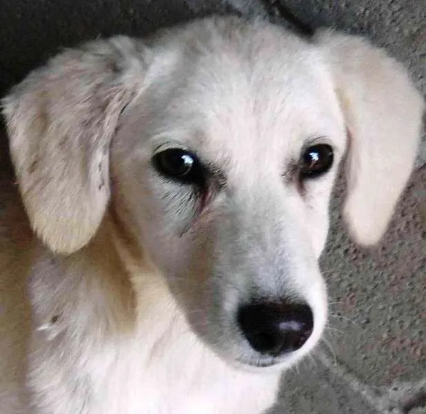 Cachorro ra a mestiça de labrador idade 2 a 6 meses nome Floquinha