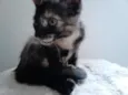 MIX