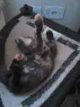 MIX