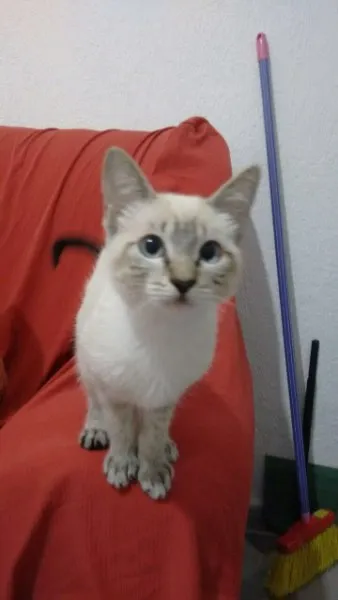 Gato ra a Srd idade 2 a 6 meses nome Gatinha