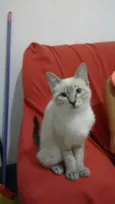 Gatinha