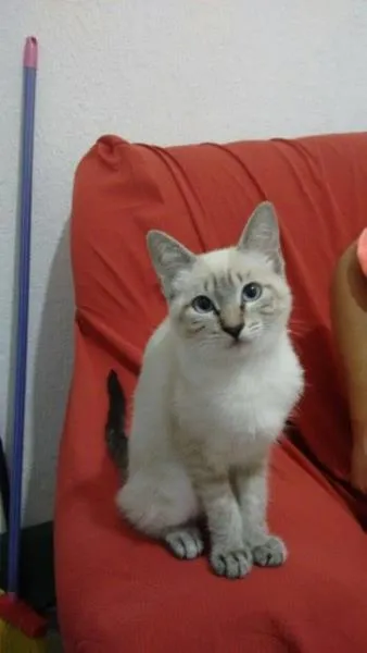 Gato ra a Srd idade 2 a 6 meses nome Gatinha