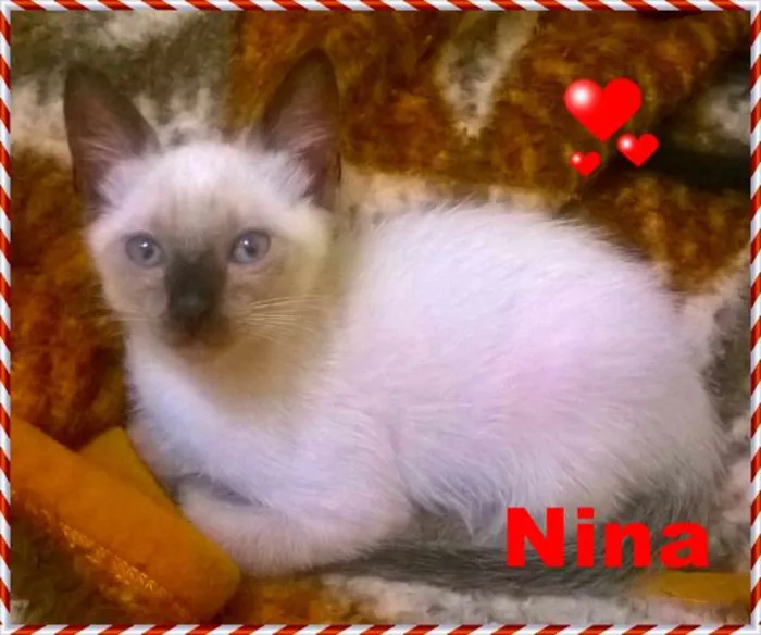 Gato ra a siamês idade 2 a 6 meses nome Nina