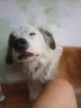 Billy