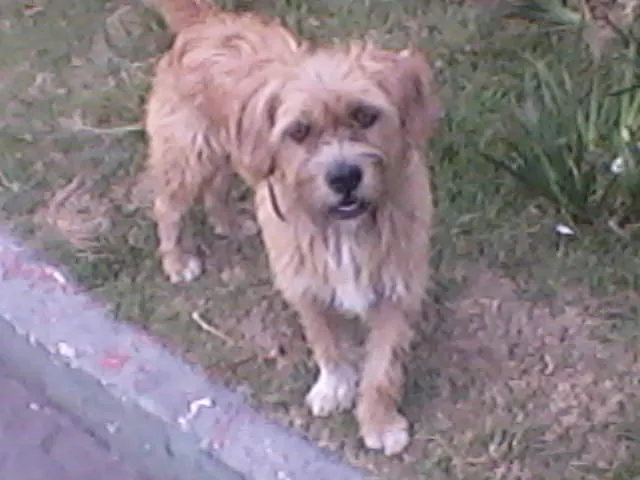 Cachorro ra a Ihasa idade 3 anos nome Bill
