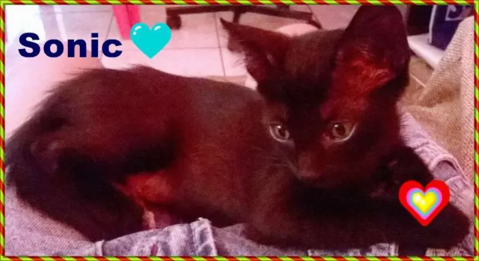 Gato ra a srd idade 2 a 6 meses nome Sonic