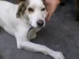 Orelhinha