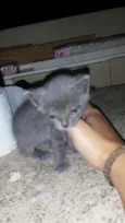 bebês