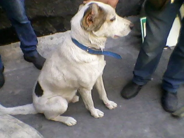 Cachorro ra a SRD idade 4 anos nome Orelhinha