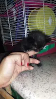 bebês