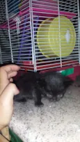 bebês