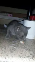 bebês