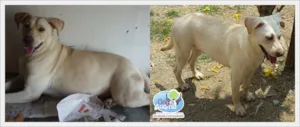 Cachorro raça SRD idade 2 anos nome Skye