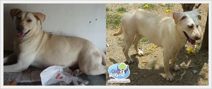 Cachorro ra a SRD idade 2 anos nome Skye