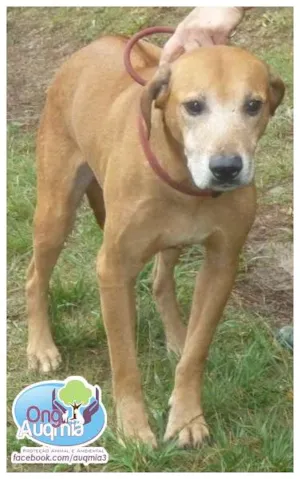 Cachorro raça SRD idade 4 anos nome Brandon