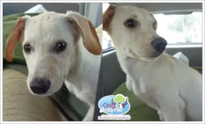 Cachorro raça SRD idade 2 a 6 meses nome Horus
