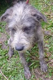Cachorro raça SRD idade 1 ano nome Gaia
