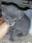 bebês