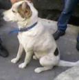 Orelhinha
