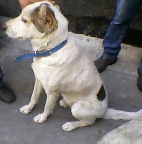 Cachorro ra a SRD idade 4 anos nome Orelhinha