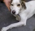 Orelhinha