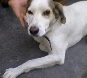 Cachorro raça SRD idade 4 anos nome Orelhinha