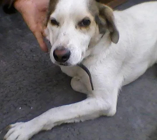 Cachorro ra a SRD idade 4 anos nome Orelhinha
