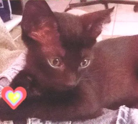 Gato ra a srd idade 2 a 6 meses nome Sonic