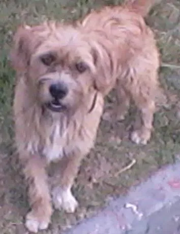 Cachorro ra a Ihasa idade 3 anos nome Bill
