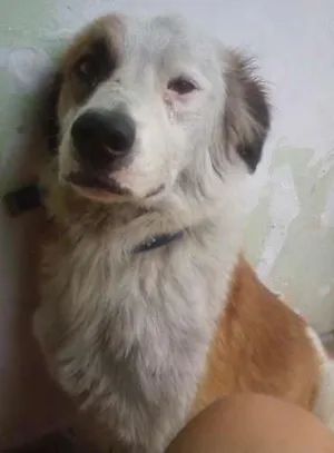 Cachorro raça SRD idade 4 anos nome Billy