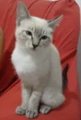 Gatinha