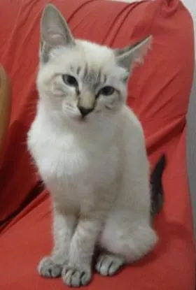 Gato ra a Srd idade 2 a 6 meses nome Gatinha
