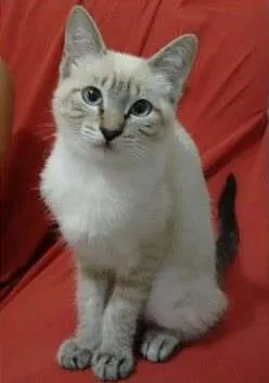 Gato raça Srd idade 2 a 6 meses nome Gatinha