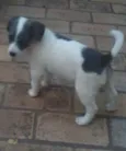 Filhotinho