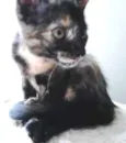 MIX