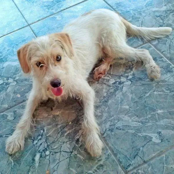 Cachorro ra a Vira lata idade 2 a 6 meses nome Milú