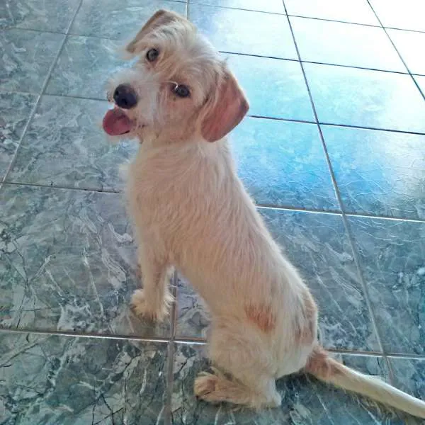 Cachorro ra a Vira lata idade 2 a 6 meses nome Milú