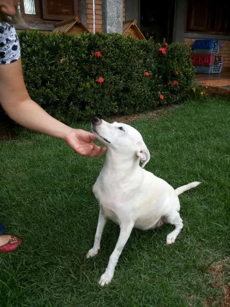 Cachorro ra a - idade 1 ano nome Narizinho