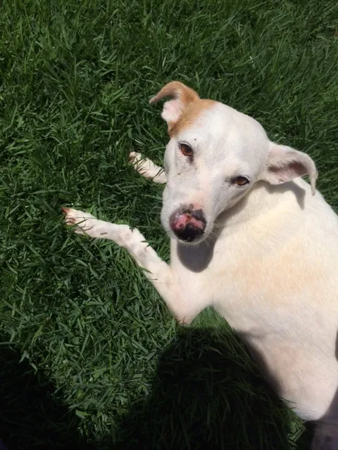Cachorro ra a - idade 1 ano nome Narizinho