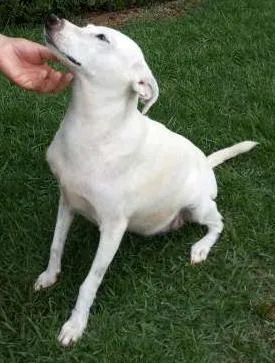 Cachorro raça - idade 1 ano nome Narizinho