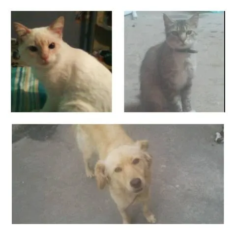 Gato ra a  idade  nome Max,bob e bolinha
