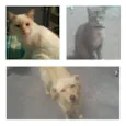 Max,bob e bolinha