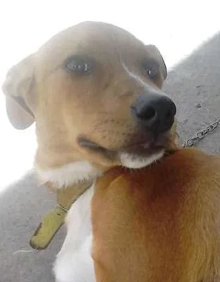 Cachorro ra a viralata idade 7 a 11 meses nome Lara