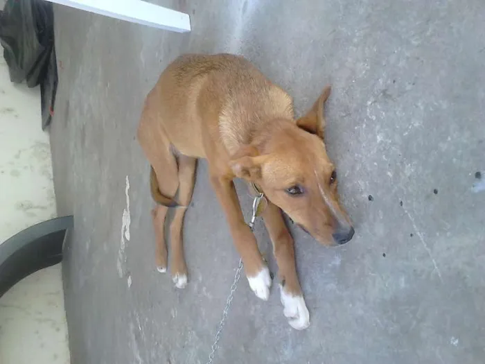 Cachorro ra a viralata idade 7 a 11 meses nome Lara