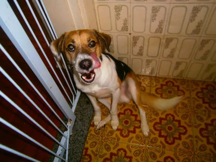 Cachorro ra a SRD idade 1 ano nome Paçoca