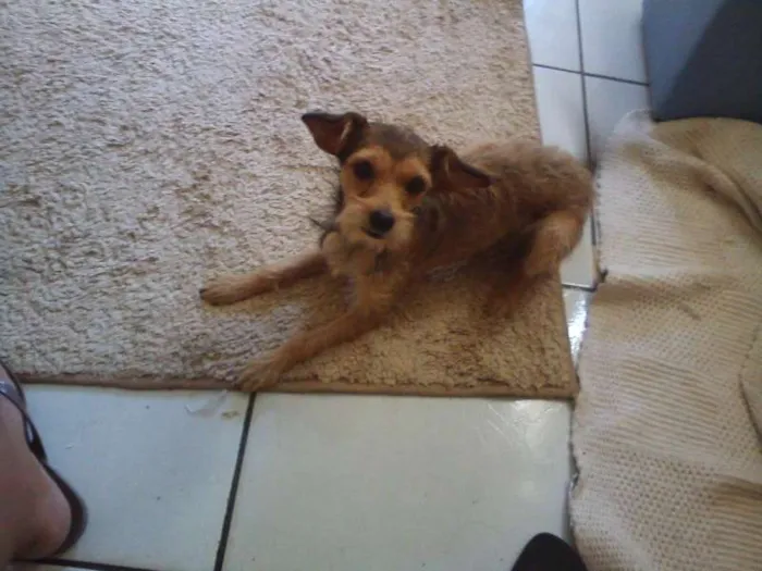 Cachorro ra a Indefinida idade 1 ano nome Berenice